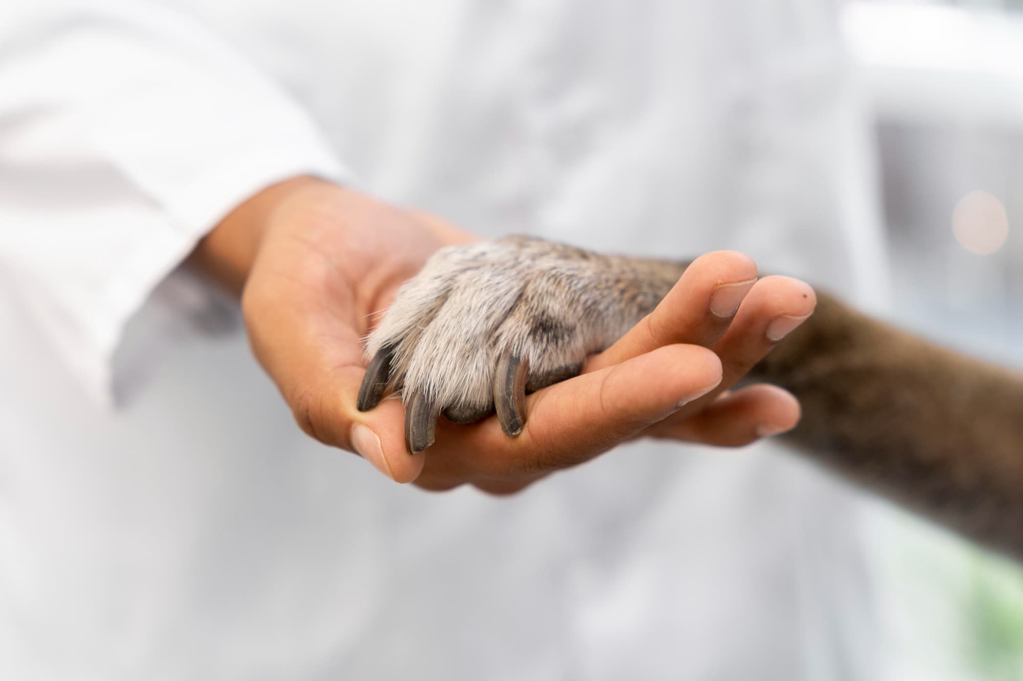 <p>Biodiversità e Animal Welfare</p>